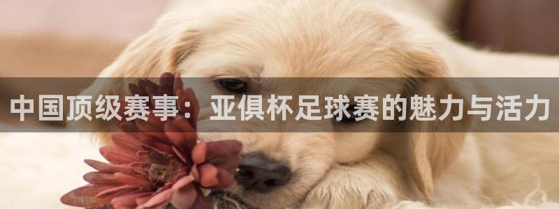 法国戴高乐机场官网：中国顶级赛事：亚俱杯足球赛的魅力与活力
